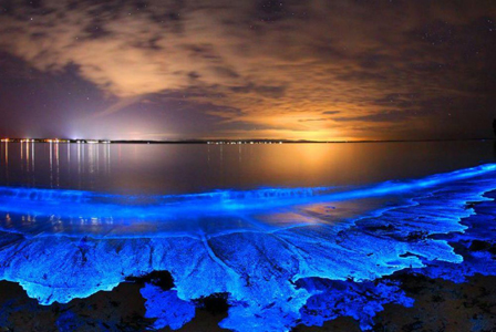 Lovia Bioluminescence